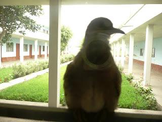 PAJARILLO, PAJARILLO