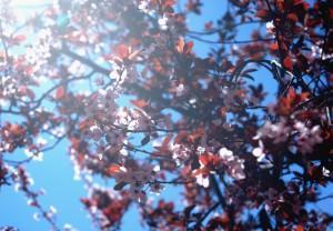 HOY, CONTIGO, NACE LA PRIMAVERA