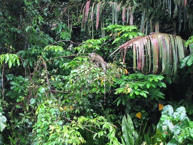 Parque Nacional Tortuguero, joya natural de Costa Rica