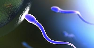 Espermatozoides hacen cálculos complejos