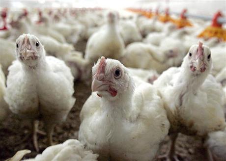 pollos ecoli Infecciones urinarias relacionadas con la E. coli en los pollos