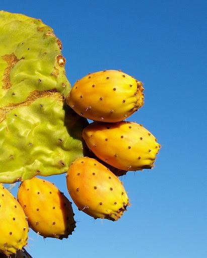 Marruecos- El Bótox de las mujeres Bereberes-Aceite de semillas de higo chumbo