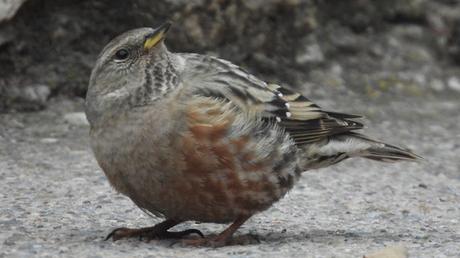 Encuentro en las alturas de Montserrat: El Acentor Alpino