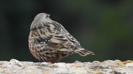 Encuentro en las alturas de Montserrat: El Acentor Alpino