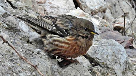 Encuentro en las alturas de Montserrat: El Acentor Alpino