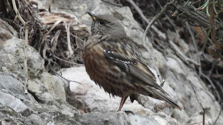 Encuentro en las alturas de Montserrat: El Acentor Alpino