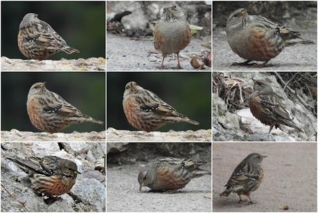 Encuentro en las alturas de Montserrat: El Acentor Alpino
