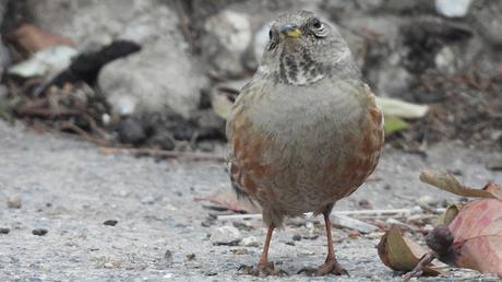 Encuentro en las alturas de Montserrat: El Acentor Alpino