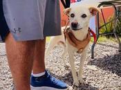 Protegen mascotas Villa Pozos campaña vacunación antirrábica