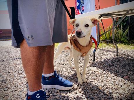 Protegen a mascotas de Villa de Pozos con campaña de vacunación antirrábica