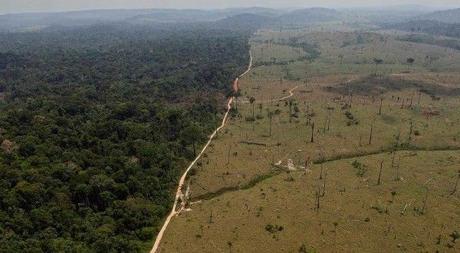 El coste de la pérdida de la biodiversidad en la Amazonía