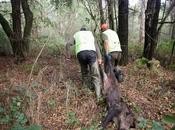 Cazadores recomiendan tocar jabalíes muertos heridas disparo, cubrirlos lonas avisar autoridades