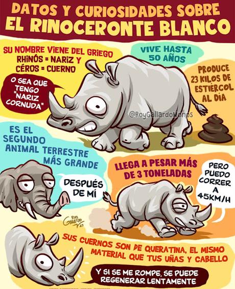 Rinoceronte Rinoceronte