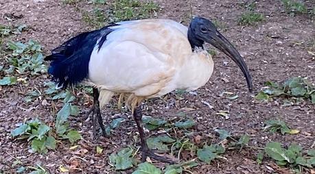 Ibis sagrado en Barcelona alrededor del Zoo Ibis sagrado en Barcelona alrededor del Zoo