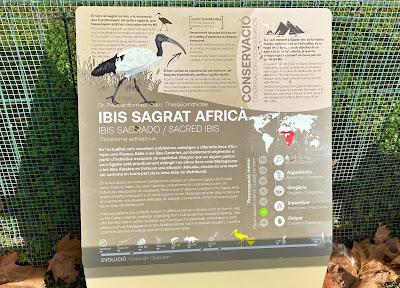 Ibis sagrado en Barcelona alrededor del Zoo Ibis sagrado en Barcelona alrededor del Zoo