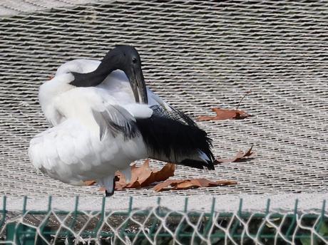 Ibis sagrado en Barcelona alrededor del Zoo Ibis sagrado en Barcelona alrededor del Zoo