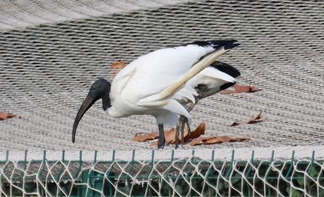 Ibis sagrado en Barcelona alrededor del Zoo Ibis sagrado en Barcelona alrededor del Zoo