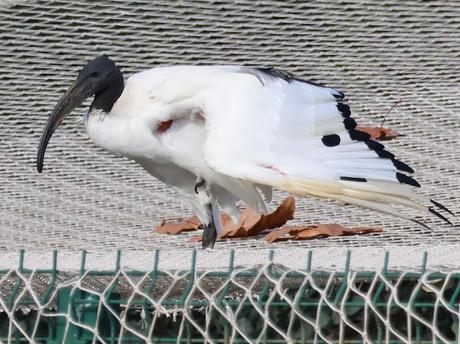 Ibis sagrado en Barcelona alrededor del Zoo Ibis sagrado en Barcelona alrededor del Zoo
