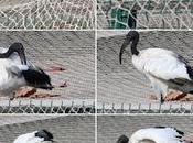 Ibis sagrado Barcelona alrededor