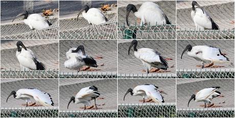 Ibis sagrado en Barcelona alrededor del Zoo Ibis sagrado en Barcelona alrededor del Zoo