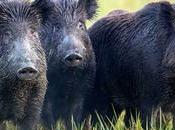 Gobierno coordina CCAA medidas para controlar sobreabundancia jabalíes