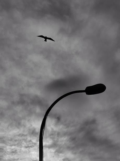 Barcelona (Glorias): The Fly 22. The Fly