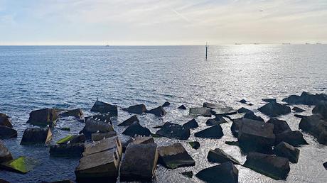 Dos correlimos oscuros en ael Port Olímpic Dos correlimos oscuros en ael Port Olímpic