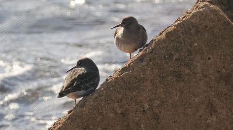 Dos correlimos oscuros en ael Port Olímpic Dos correlimos oscuros en ael Port Olímpic