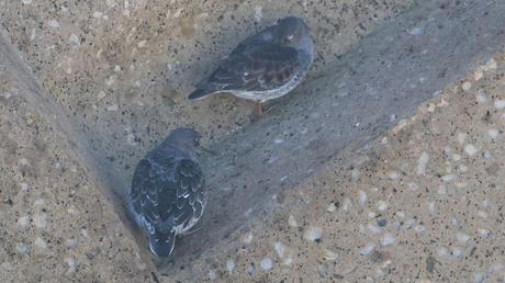 Dos correlimos oscuros en ael Port Olímpic Dos correlimos oscuros en ael Port Olímpic