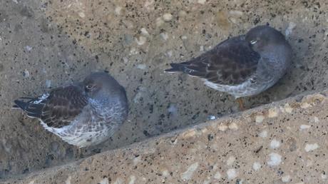 Dos correlimos oscuros en ael Port Olímpic Dos correlimos oscuros en ael Port Olímpic