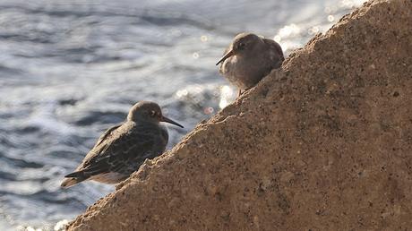 Dos correlimos oscuros en ael Port Olímpic Dos correlimos oscuros en ael Port Olímpic