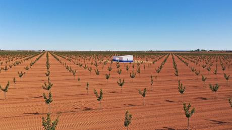 Faenza Capital cierra una inversión de 4,2 millones para su cuarta plantación de pistachos en C-LM con 107 hectáreas