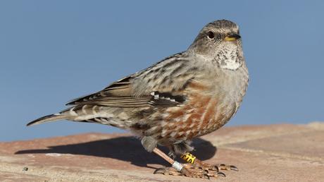 Acentores anillados en Montserrat Acentores anillados en Montserrat