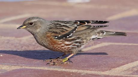Acentores anillados en Montserrat