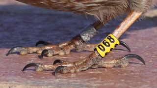 Acentores anillados en Montserrat Acentores anillados en Montserrat