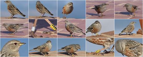 Acentores anillados en Montserrat Acentores anillados en Montserrat