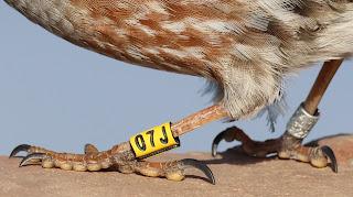 Acentores anillados en Montserrat Acentores anillados en Montserrat