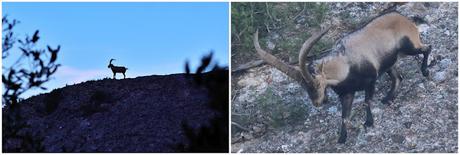 Acentores anillados en Montserrat