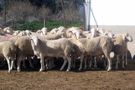 Amnistía Internacional y Oxigena2 conmemoran este sábado el Día de los Derechos Humanos con una caminata en Ciudad Real Amnistía Internacional y Oxigena2 conmemoran este sábado el Día de los Derechos Humanos con una caminata en Ciudad Real