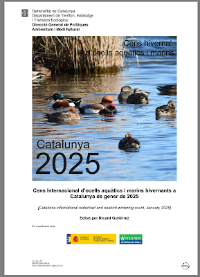 Sant Adrià de Besòs en invierno: apuntes del censo de aves acuáticas 2025 Sant Adrià de Besòs en invierno: apuntes del censo de aves acuáticas 2025