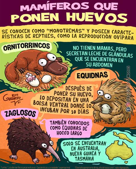 MamĂferos que ponen huevos MamĂferos que ponen huevos