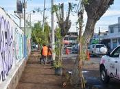 Avanza rehabilitación banqueta Prolongación Coronel Romero reforestación endémica