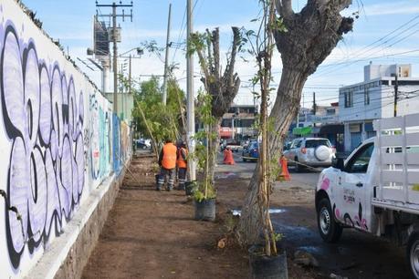 Avanza rehabilitación de banqueta en Prolongación Coronel Romero con reforestación endémica