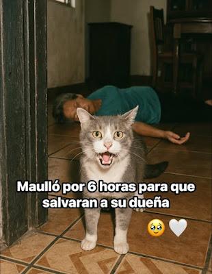 Peluso salvó a su dueña. Peluso salvó a su dueña.