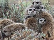 Monogamia, mirada biológica