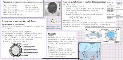 Candidatus Brocardia Anammoxidans. Candidatus Brocardia Anammoxidans.
