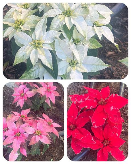 Flor de Pascua Flor de Pascua