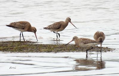 EL REGATÓN DE LAREDO