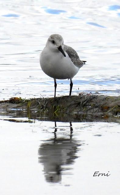 EL REGATÓN DE LAREDO