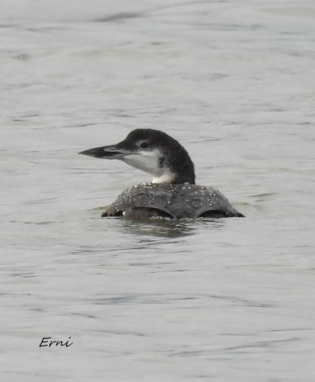 EL REGATÓN DE LAREDO